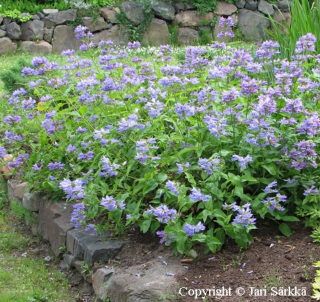 Penstemon serrulatus, vuoripipo